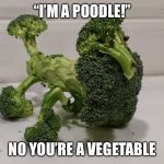Poodle veggie | “I’M A POODLE!”; NO YOU’RE A VEGETABLE | image tagged in broccoli poodle yum eat yer veggies | made w/ Imgflip meme maker