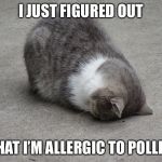 Cat sadness | I JUST FIGURED OUT; THAT I’M ALLERGIC TO POLLEN | image tagged in face plant cat | made w/ Imgflip meme maker