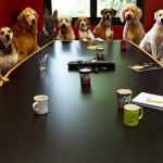 Dog Meeting
