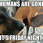 Friday night party  | HUMANS ARE GONE; IT'S FRIDAY NIGHT | image tagged in crazy friday night | made w/ Imgflip meme maker