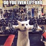 Gym Cat | DO YOU EVEN LIFT BRU | image tagged in gym cat | made w/ Imgflip meme maker