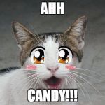 candy cat | AHH; CANDY!!! | image tagged in cute cat | made w/ Imgflip meme maker