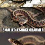 Snake Puns | THEY SAY THE GUY WITH THE FLUTE THAT LIVES OUTSIDE MY BASKET; IS CALLED A SNAKE CHARMER; BUT TO ME HE’S JUST A BIT PLAYER | image tagged in snake puns | made w/ Imgflip meme maker