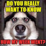 shocked dog | DO YOU REALLY WANT TO KNOW; HOW MY WEEK WENT? | image tagged in shocked dog | made w/ Imgflip meme maker