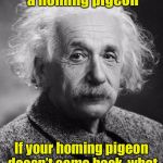 Smart Einstein | You can never lose a homing pigeon; If your homing pigeon doesn’t come back, what you’ve lost is a pigeon | image tagged in smart einstein | made w/ Imgflip meme maker