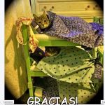 Thank You! | GRACIAS! | image tagged in thank you | made w/ Imgflip meme maker