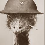 War emu meme