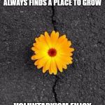 Flower In Concrete | NO MATTER HOW OPPRESSED THE LOVE OF LIFE WITH IT'S NATURAL NEED OF FREEDOM ALWAYS FINDS A PLACE TO GROW; VOLUNTARYISM ENJOY YOUR EVOLUTION OF REASON CONSENT AND SELF | image tagged in flower in concrete | made w/ Imgflip meme maker