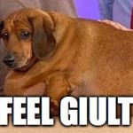 fat dog | I FEEL GIULTY | image tagged in fat dog | made w/ Imgflip meme maker