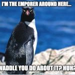 Emperor Penguin Runs this Block | I'M THE EMPORER AROUND HERE... WADDLE YOU DO ABOUT IT? HUH? | image tagged in penguin of displeasure,lolz,penguin,funny meme,meme,funny animals | made w/ Imgflip meme maker