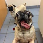 pug love | I FOUND THE; TREATS | image tagged in pug love | made w/ Imgflip meme maker