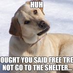 dog huh? | HUH; I THOUGHT YOU SAID FREE TREATS NOT GO TO THE SHELTER... | image tagged in dog huh | made w/ Imgflip meme maker