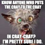 crazy chiwawa | KNOW ANYONE WHO PUTS THE CRAY TO THE CRAY; IN CRAY-CRAY?    I'M PRETTY SURE I DO. | image tagged in crazy chiwawa | made w/ Imgflip meme maker