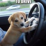 cute dog | I KNOWS HOW TO DRIVE | image tagged in cute dog | made w/ Imgflip meme maker