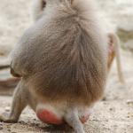 Monkey butt
