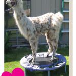 llama on trampoline