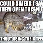 Frustrated Squirrel | I COULD SWEAR I SAW THEM OPEN THIS NUT; WITHOUT USING THEIR TEETH! | image tagged in frustrated squirrel | made w/ Imgflip meme maker