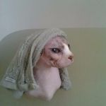 Hairless Cat Bath | I HAVE ENOUGH PROBLEMS; YOU JUST ADD TO THEM | image tagged in hairless cat bath | made w/ Imgflip meme maker