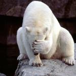 Ashamed Polar Bear