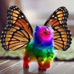 Rainbow Unicorn Butterfly Cat