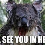 Angry Koala | image tagged in memes,angry koala | made w/ Imgflip meme maker