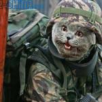 Army Cat meme