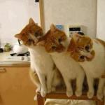 3 Funny Cats