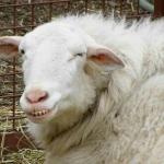 Sheepish Grin meme