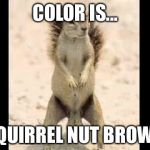Squirrel nuts | COLOR IS... SQUIRREL NUT BROWN | image tagged in squirrel nuts | made w/ Imgflip meme maker