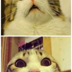 Scared Cat to Happy Cat | WHEN SOMEONE POINTS A CAMERA AT ME; WHEN I POINT A CAMERA AT MYSELF | image tagged in scared cat to happy cat | made w/ Imgflip meme maker