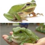Skinny and fat frog meme