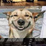 Sad dog,happy dog,happiest dog.