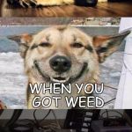 Sad dog,happy dog,happiest dog. | WHEN YOU CAN'T HAVE WEED; WHEN YOU GOT WEED; WHEN YOU ON WEED | image tagged in sad dog happy dog happiest dog. | made w/ Imgflip meme maker