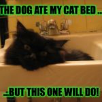 Substitute Cat Bed | THE DOG ATE MY CAT BED ... ...BUT THIS ONE WILL DO! | image tagged in sink kitty 2 | made w/ Imgflip meme maker