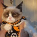 Grumpy cat Halloween meme