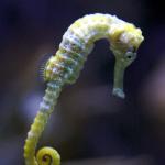 sad seahorse