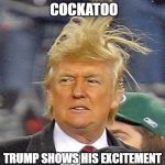 Windy Trump | LIKE THE MALE COCKATOO; TRUMP SHOWS HIS EXCITEMENT IN THE SAME MANNER | image tagged in windy trump | made w/ Imgflip meme maker