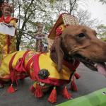 chinese sausage dog