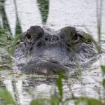 alligator in swamp Linda MacPhee meme
