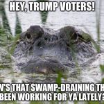 alligator in swamp Linda MacPhee | HEY, TRUMP VOTERS! HOW'S THAT SWAMP-DRAINING THING BEEN WORKING FOR YA LATELY? | image tagged in alligator in swamp linda macphee | made w/ Imgflip meme maker