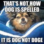 Troll Dog | THAT'S NOT HOW DOG IS SPELLED; IT IS DOG NOT DOGE | image tagged in troll dog | made w/ Imgflip meme maker