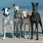 greyhound dogs meme