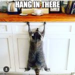 Deadlines | HANG IN THERE | image tagged in deadlines | made w/ Imgflip meme maker
