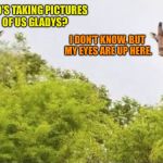 why guys trim their pubes giraffe | WHO'S TAKING PICTURES OF US GLADYS? I DON'T KNOW, BUT MY EYES ARE UP HERE. | image tagged in why guys trim their pubes giraffe | made w/ Imgflip meme maker