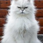 WHITE HAIR GRUMPY CAT