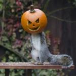 Squirrel Trick or Treat