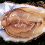 oyster meme