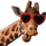 Giraffe in Sunglasses