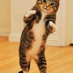 Dancing Cat