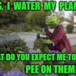 Thirsty Kermit  | YES,  I  WATER  MY  PLANTS; WHAT DO YOU EXPECT ME TO DO? PEE ON THEM? | image tagged in thirsty kermit | made w/ Imgflip meme maker